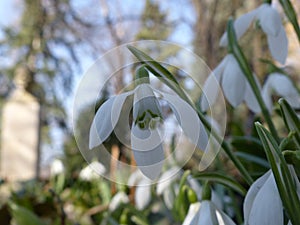 Galanthus