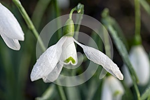 Galanthus elwesii `Mrs Macnamara` snowdrop