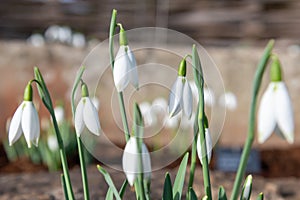 Galanthus Fanny snowdrops