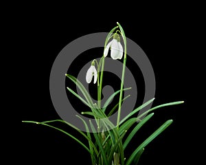 Galanthus nivalis