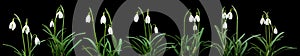 Galanthus nivalis