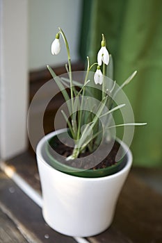 Galanthus nivalis