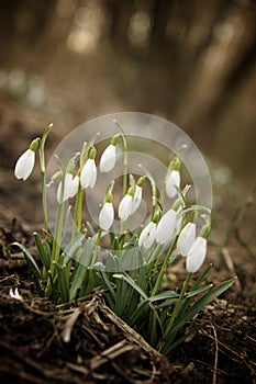 Galanthus Nivalis