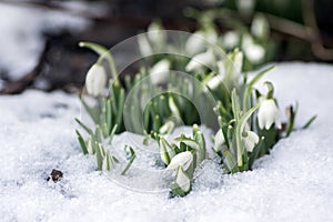 Galanthus nivalis, common snowdrop in bloom, early spring bulbous flowers in the garden