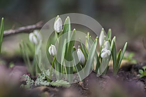 Galanthus nivalis, common snowdrop in bloom, early spring bulbous flowers in the garden