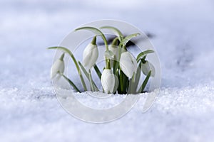 Galanthus nivalis, common snowdrop in bloom, early spring bulbous flowers in the garden