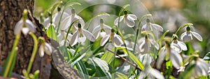 Galanthus nivalis or common snowdrop - blooming white flowers in early spring