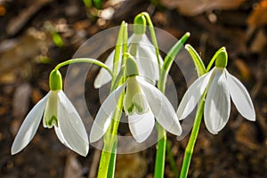 Galanthus nivalis or common snowdrop - blooming white flowers in early spring in the forest, closeup