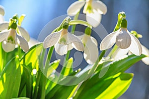 Galanthus nivalis or common snowdrop - blooming white flowers in early spring in the forest