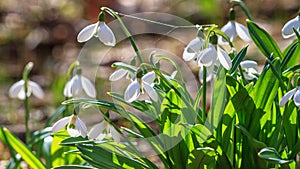 Galanthus nivalis or common snowdrop - blooming white flowers with spider web