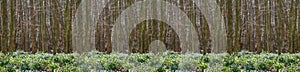 Galanthus nivalis or common snowdrop - meadow with blooming white flowers