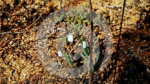 Galanthus nivalis or common snowdrops in early spring forest, Tender first small white flowers blooming in sunny day in garden,