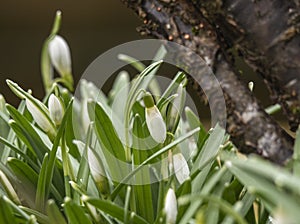 Galanthus nivalis in field in Iceland