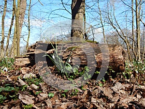 ItÃÂ´s springtime