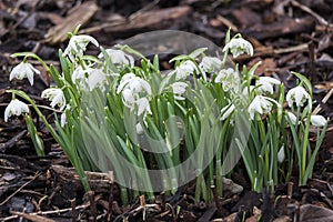 Galanthus nivalis Flore Pleno