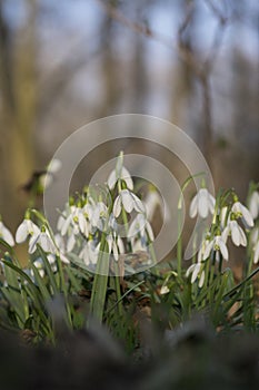 Galanthus nivalis flowering plants, bright white common snowdrop in bloom in sunlight