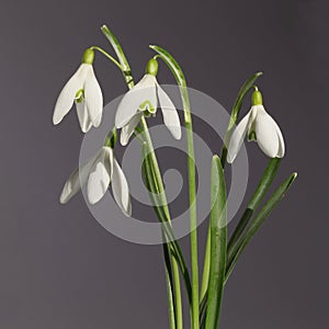 Galanthus nivalis flowers