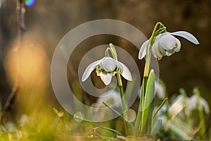Galanthus Nivalis grows on garden and shoot in backlight. Yellow backlight. Sunshine on leaves. Spring flower. First beauty after