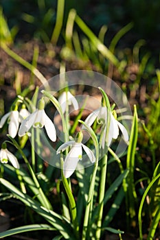 Galanthus nivalis - the snowdrop closeup in the garden