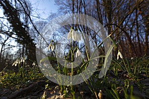 Galanthus nivalis, the snowdrop or common snowdrop