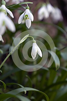 Galanthus nivalis, the snowdrop or common snowdrop flower blooming. Close-up view.