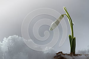 Galanthus nivalis, snowdrop flower on snow