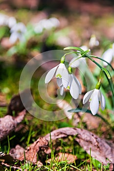 Galanthus nivalis - the snowdrop, spring white flower in the natural site, Poland