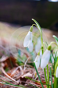 Galanthus nivalis - the snowdrop, spring white flower in the natural site, Poland
