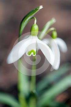 Galanthus nivalis - the snowdrop is widely grown in gardens, in northern Europe, and is widely naturalised in woodlands