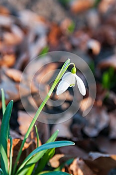 Galanthus nivalis - the snowdrop is widely grown in gardens, in northern Europe, and is widely naturalised in woodlands