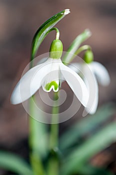 Galanthus nivalis - the snowdrop is widely grown in gardens, in northern Europe, and is widely naturalised in woodlands photo