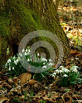 Galanthus nivalis-snowdrops