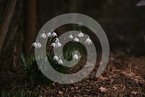 Galanthus plicatus flower in full bloom. The pure white plant that heralds the arrival of spring