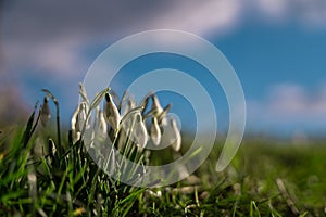 Galanthus plicatus flower in full bloom. The pure white plant that heralds the arrival of spring