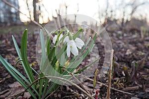 Galanthus, or snowdrop, is a small genus of bulbous perennial herbaceous plants in the family Amaryllidaceae. The plants photo