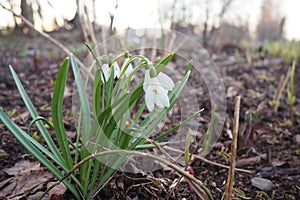 Galanthus, or snowdrop, is a small genus of bulbous perennial herbaceous plants in the family Amaryllidaceae. The plants photo