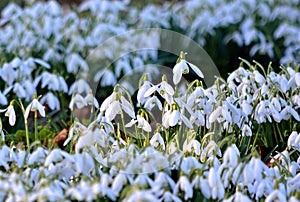 Galanthus (snowdrop)