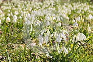 Galanthus - snowdrop - Spring flower