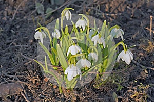 Galanthus snowdrop - white Spring flowers