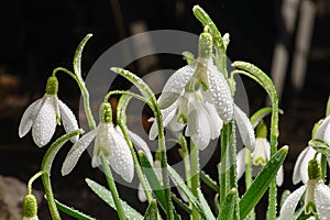 Galanthus. Snowdrops in droplets of morning dew, lit by the rays