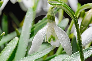 Galanthus. Snowdrops in droplets of morning dew, lit by the rays