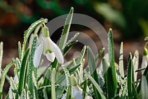 Galanthus. Snowdrops in droplets of morning dew, lit by the rays