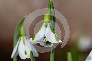 Galanthus South Hayes snowdrops