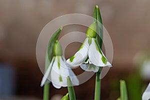 Galanthus South Hayes snowdrops