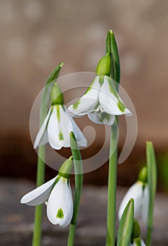 Galanthus South Hayes snowdrops