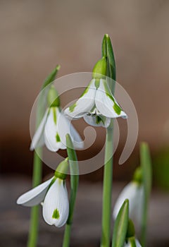 Galanthus South Hayes snowdrops