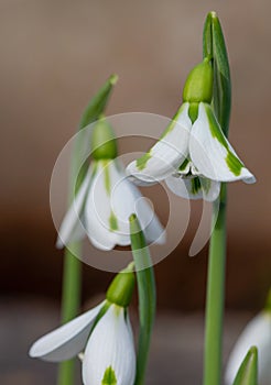 Galanthus South Hayes snowdrops