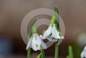 Galanthus South Hayes snowdrops