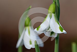 Galanthus South Hayes snowdrops