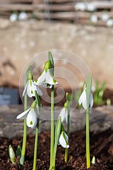 Galanthus South Hayes snowdrops